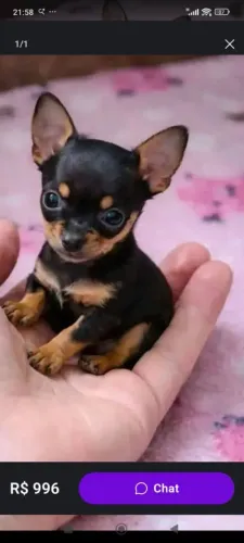 Pinscher Mini Face Matriz presente no local da retirada