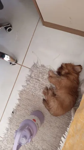 Shih Tzu Macho Marrom  2 Meses Vacinado e Vermifugado - Birigui/SP