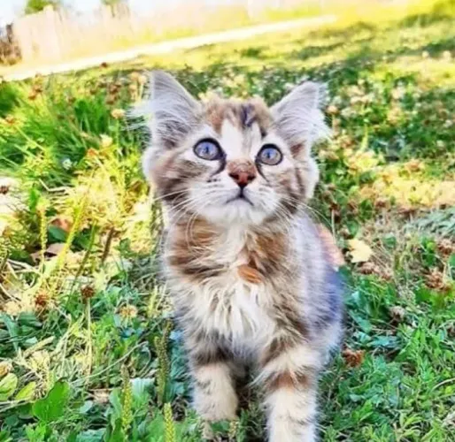 Gatinhos angora tigrado peludo