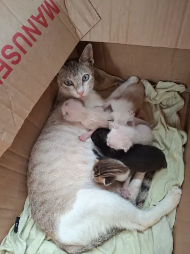 Doação de gato/gatinhos