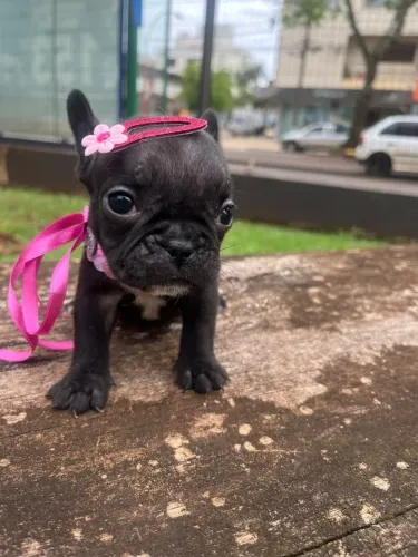 Buldogue francês