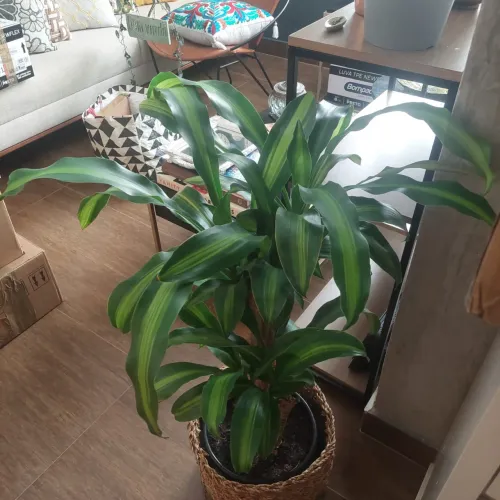Planta pau d?Água com cachepô