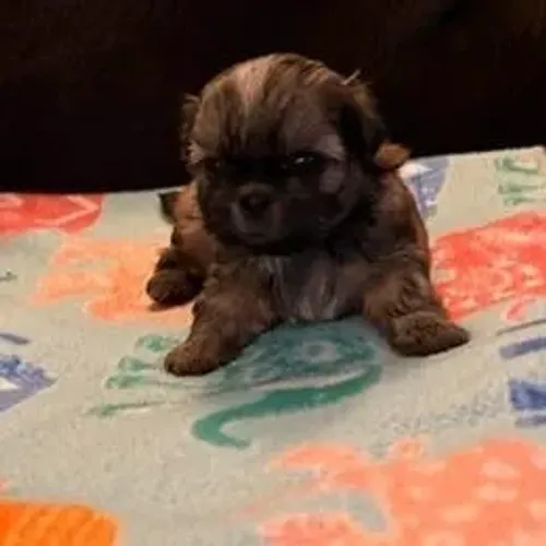 Shih Tzu,Shih Tzu Filhote Linda Linhagem Disponível