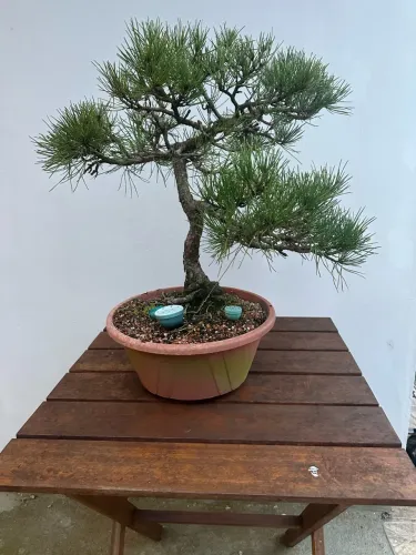 Bonsai Pinheiro negro 30 anos