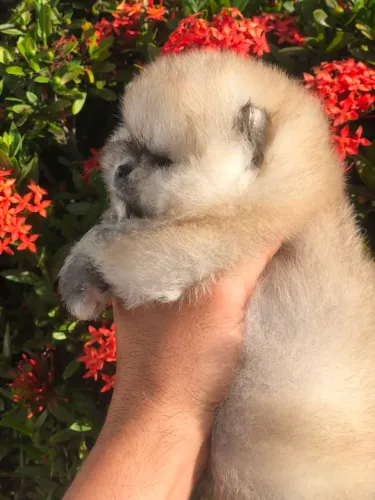 Lulu da Pomerânia