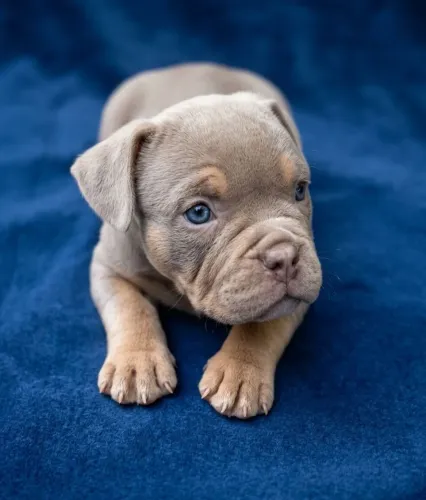 American bully a partir de 1999