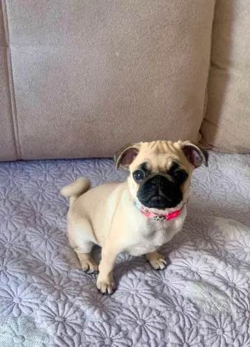 Vendo filhote de Pug fêmea!
