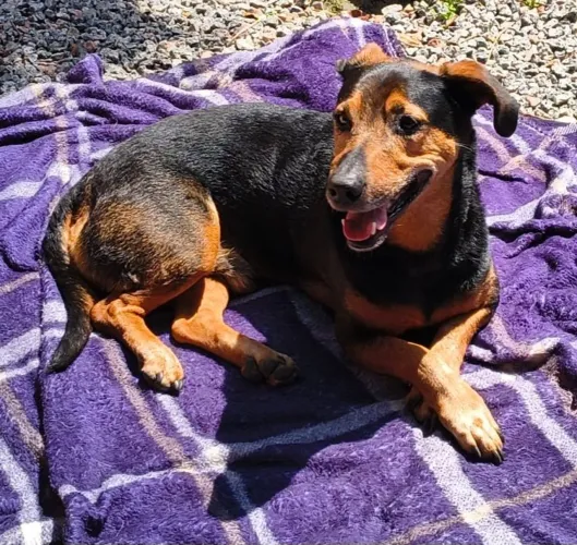 Doação Adoção cachorro