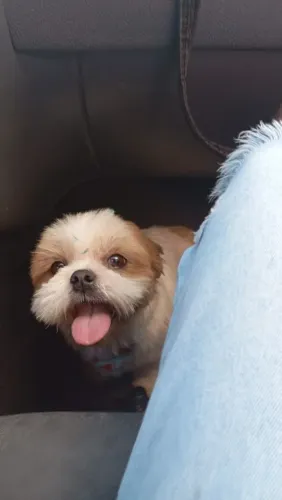 VENDO FILHOTES DE SHITZU