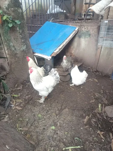 Casal galinha bhrama