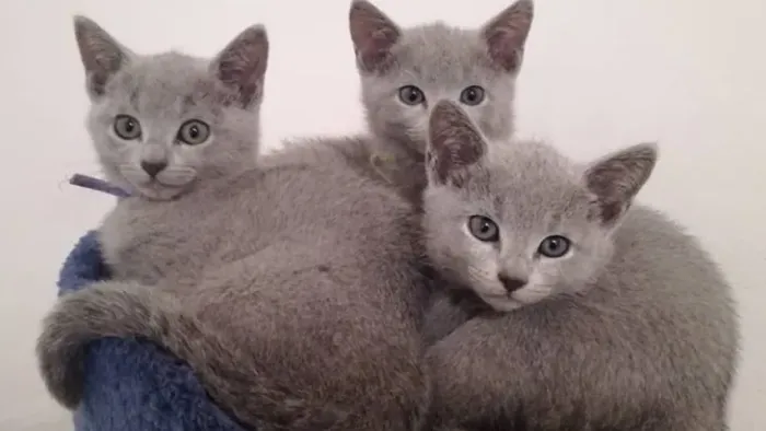 Azul Russo (Russian Blue) 