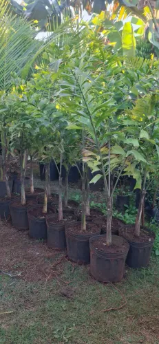Palmeira rabo de raposa 1,3M a 1,5M 