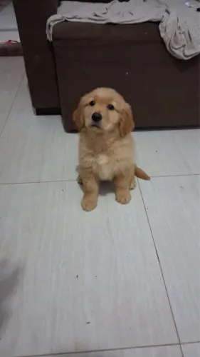 Golden Retriever Filhote para Reserva
