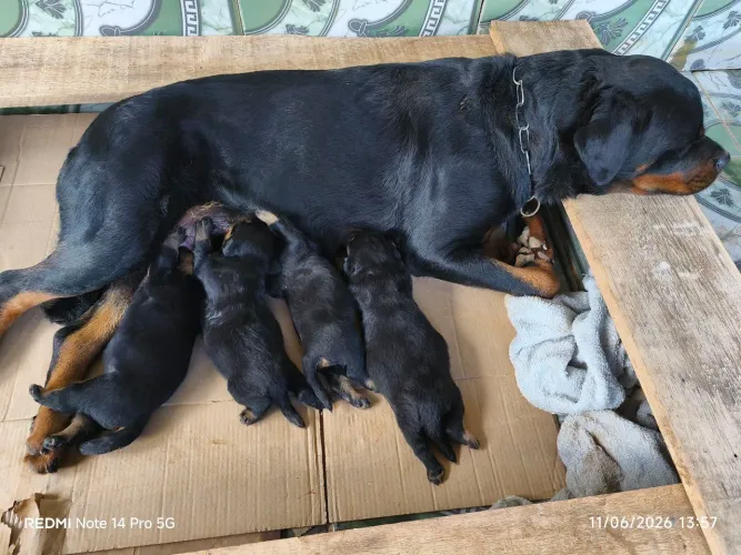 Rottweiler 