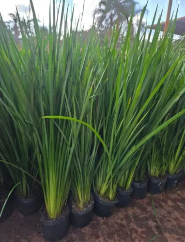 Moreia de 70 cm a 80 cm. 