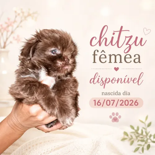 Chitsus fêmea