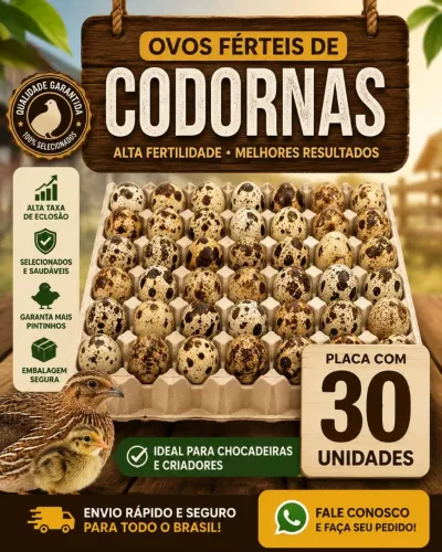 OVOS FÉRTEIS DE CODORNA EUROPÉIA