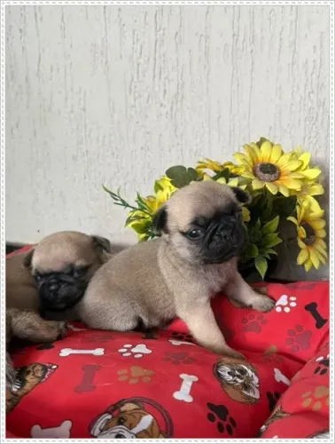 Pug, Macho e Femea. Preto, Abrico e Branco.