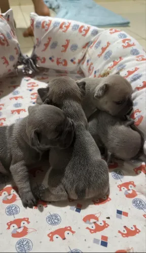 Bulldog francês
