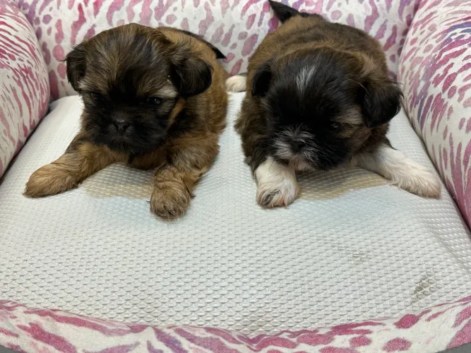 Filhotes de shih tzu