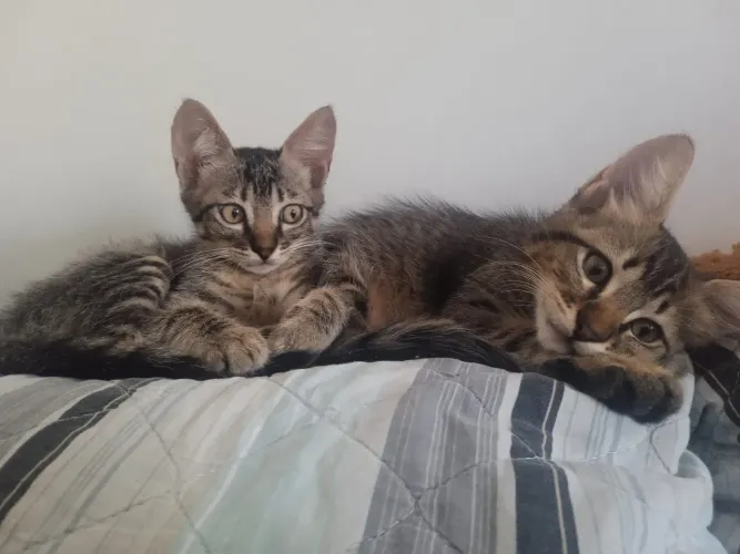 Gatos filhotes