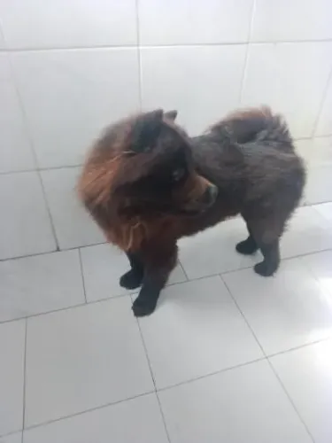 Doação de Chow Chow 3 anos