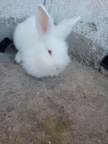 Coelhos