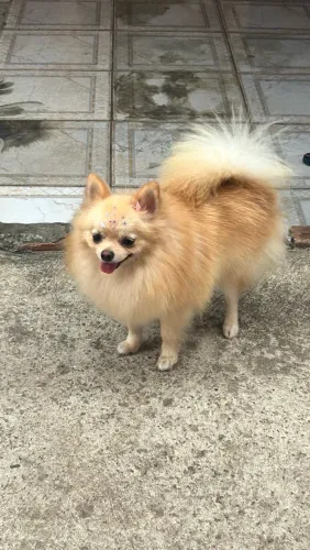 3 fêmeas de Spitz alemão 