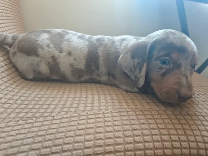 Dachshund, Basset, Cofap, salsicha