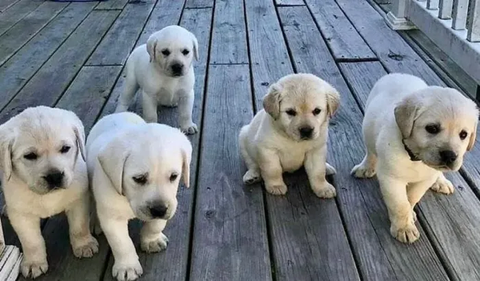 Laabrador muito lindo