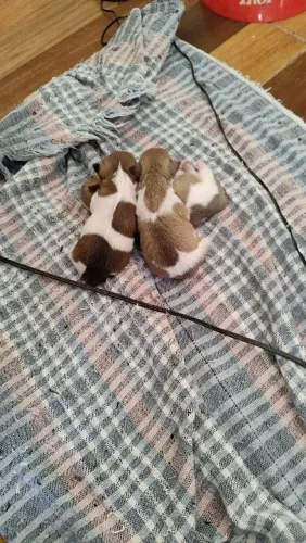 Cachorro ?