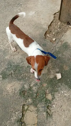 Estou doando esse cachorro Cofap Salsicha mistura com vira-lata 