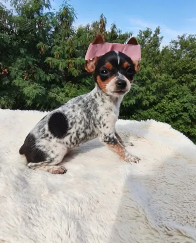 Mini Mocinha Encantadora Esperando por Você