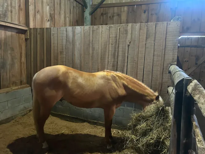 Cavalo quarto de milha 