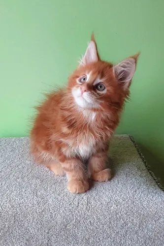 Maine coon