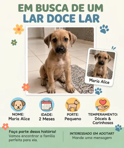 Cachorro para adoção