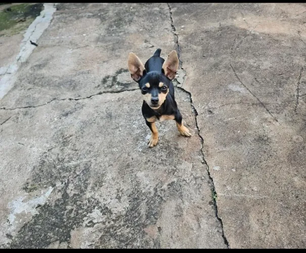 Vende se pincher de 4 messes 