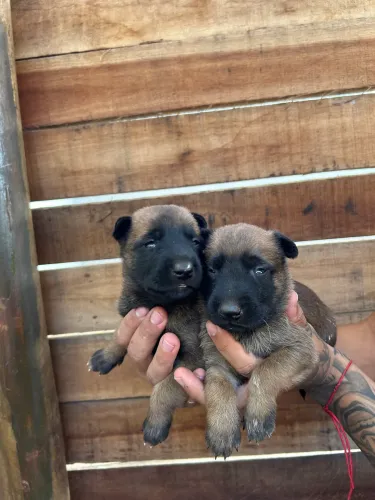 Filhote de Malinoá Macho