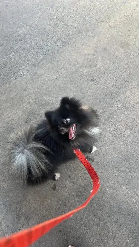 Doa-se lulu da pomerânia