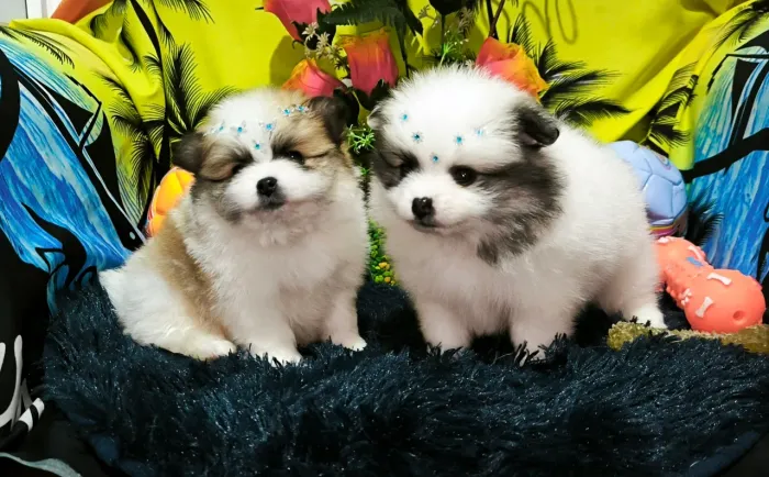 Lindos Lulu da Pomerânia Anões 