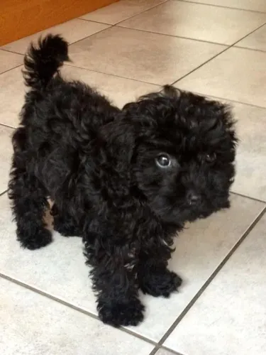 Toy poodle femea uma incrível 4 patas 