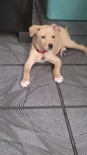 Estou doando esse cachorrinho