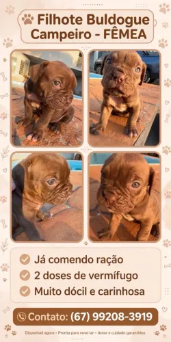 Buldogue campeiro