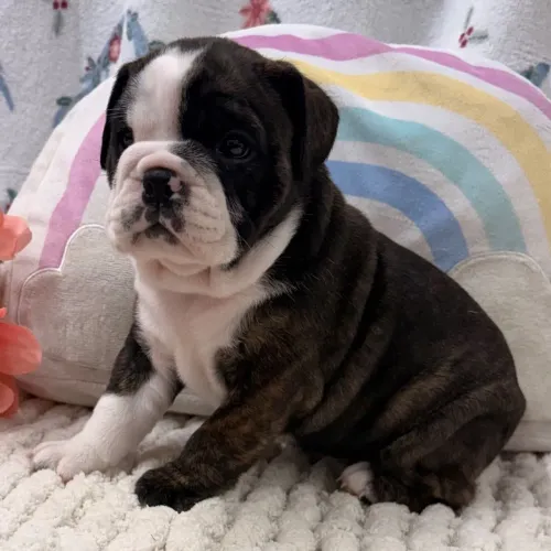 BullDog Inglês: O companheiro leal 