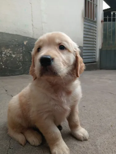 Filhote de Golden Retriever legítimo a Preço Promocional 