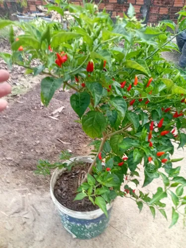 Pé de Pimenta Malaqueta