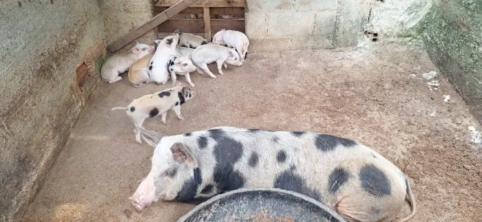 ? PORCA À VENDA - PRIMEIRA CRIA ? ? R$ 2.200,00