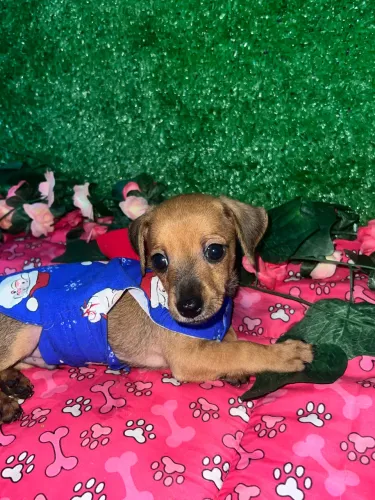 Filhote de salsicha com Pinscher 