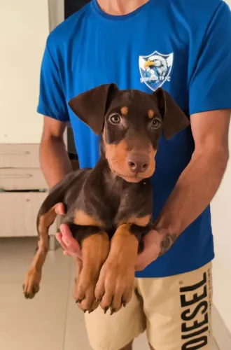 Doberman Fêmea 