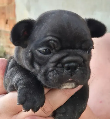 Bulldog francês mini